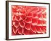 Coral Funnel Dahlia-Dana Styber-Framed Photographic Print