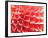 Coral Funnel Dahlia-Dana Styber-Framed Photographic Print