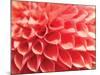 Coral Funnel Dahlia-Dana Styber-Mounted Photographic Print