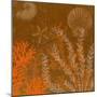 Coral Garden II-Max Carter-Mounted Giclee Print