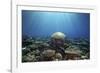 Coral Garden-Alexander Semenov-Framed Photographic Print