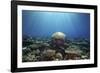 Coral Garden-Alexander Semenov-Framed Photographic Print