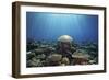 Coral Garden-Alexander Semenov-Framed Photographic Print