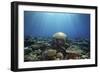 Coral Garden-Alexander Semenov-Framed Photographic Print