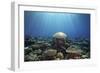 Coral Garden-Alexander Semenov-Framed Photographic Print