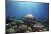 Coral Garden-Alexander Semenov-Mounted Photographic Print