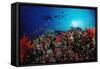 Coral Grouper and Reef, Cephalopholis Miniata, Sudan, Africa, Red Sea-Reinhard Dirscherl-Framed Stretched Canvas