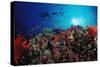 Coral Grouper and Reef, Cephalopholis Miniata, Sudan, Africa, Red Sea-Reinhard Dirscherl-Stretched Canvas