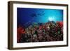 Coral Grouper and Reef, Cephalopholis Miniata, Sudan, Africa, Red Sea-Reinhard Dirscherl-Framed Photographic Print