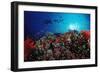 Coral Grouper and Reef, Cephalopholis Miniata, Sudan, Africa, Red Sea-Reinhard Dirscherl-Framed Photographic Print