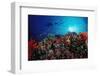 Coral Grouper and Reef, Cephalopholis Miniata, Sudan, Africa, Red Sea-Reinhard Dirscherl-Framed Photographic Print