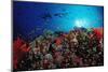 Coral Grouper and Reef, Cephalopholis Miniata, Sudan, Africa, Red Sea-Reinhard Dirscherl-Mounted Photographic Print