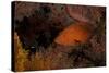 Coral Grouper (Cephalopholis Miniatus)-Stephen Frink-Stretched Canvas