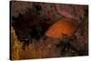 Coral Grouper (Cephalopholis Miniatus)-Stephen Frink-Stretched Canvas