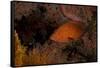 Coral Grouper (Cephalopholis Miniatus)-Stephen Frink-Framed Stretched Canvas