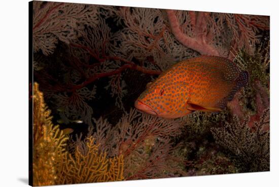Coral Grouper (Cephalopholis Miniatus)-Stephen Frink-Stretched Canvas