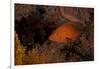 Coral Grouper (Cephalopholis Miniatus)-Stephen Frink-Framed Photographic Print