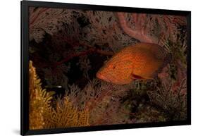 Coral Grouper (Cephalopholis Miniatus)-Stephen Frink-Framed Photographic Print