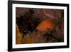 Coral Grouper (Cephalopholis Miniatus)-Stephen Frink-Framed Photographic Print