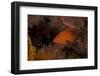 Coral Grouper (Cephalopholis Miniatus)-Stephen Frink-Framed Photographic Print