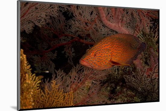 Coral Grouper (Cephalopholis Miniatus)-Stephen Frink-Mounted Photographic Print