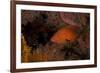 Coral Grouper (Cephalopholis Miniatus)-Stephen Frink-Framed Photographic Print