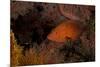 Coral Grouper (Cephalopholis Miniatus)-Stephen Frink-Mounted Photographic Print