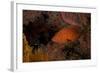 Coral Grouper (Cephalopholis Miniatus)-Stephen Frink-Framed Photographic Print