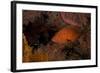 Coral Grouper (Cephalopholis Miniatus)-Stephen Frink-Framed Photographic Print