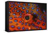 Coral Grouper, Close Up of Eye-null-Framed Stretched Canvas