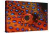 Coral Grouper, Close Up of Eye-null-Stretched Canvas