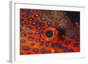 Coral Grouper, Close Up of Eye-null-Framed Photographic Print