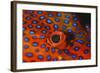 Coral Grouper, Close Up of Eye-null-Framed Photographic Print