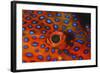 Coral Grouper, Close Up of Eye-null-Framed Photographic Print