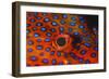 Coral Grouper, Close Up of Eye-null-Framed Photographic Print