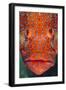 Coral Grouper, Close Up of Head-null-Framed Photographic Print