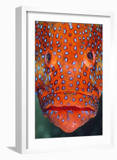 Coral Grouper, Close Up of Head-null-Framed Photographic Print