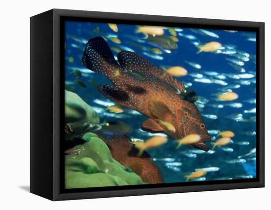 Coral Grouper Hangs Motionless as It Awaits Small Fish Prey, Simian Islands, Southeast Asia-Lousie Murray-Framed Stretched Canvas