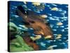 Coral Grouper Hangs Motionless as It Awaits Small Fish Prey, Simian Islands, Southeast Asia-Lousie Murray-Stretched Canvas