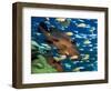 Coral Grouper Hangs Motionless as It Awaits Small Fish Prey, Simian Islands, Southeast Asia-Lousie Murray-Framed Photographic Print