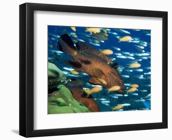 Coral Grouper Hangs Motionless as It Awaits Small Fish Prey, Simian Islands, Southeast Asia-Lousie Murray-Framed Photographic Print