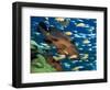 Coral Grouper Hangs Motionless as It Awaits Small Fish Prey, Simian Islands, Southeast Asia-Lousie Murray-Framed Photographic Print