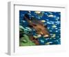 Coral Grouper Hangs Motionless as It Awaits Small Fish Prey, Simian Islands, Southeast Asia-Lousie Murray-Framed Photographic Print