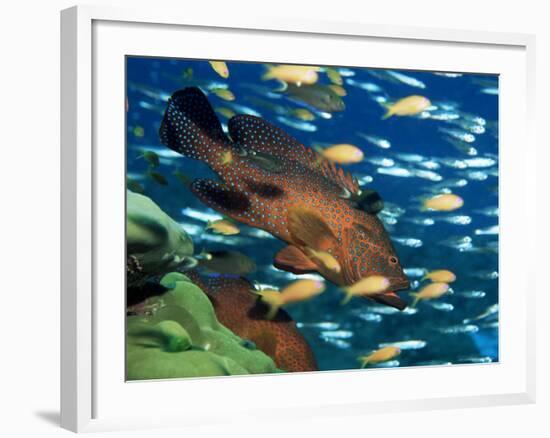 Coral Grouper Hangs Motionless as It Awaits Small Fish Prey, Simian Islands, Southeast Asia-Lousie Murray-Framed Photographic Print