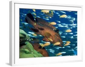 Coral Grouper Hangs Motionless as It Awaits Small Fish Prey, Simian Islands, Southeast Asia-Lousie Murray-Framed Photographic Print