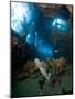 Coral Growth Inside Wreck of Lesleen M Freighter, Sunk in 1985 in Anse Cochon Bay, St Lucia-Lisa Collins-Mounted Photographic Print