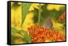 Coral Hairstreak Butterfly on Butterfly Milkweed, Marion Co., Il-Richard ans Susan Day-Framed Stretched Canvas