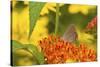 Coral Hairstreak Butterfly on Butterfly Milkweed, Marion Co., Il-Richard ans Susan Day-Stretched Canvas