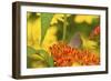 Coral Hairstreak Butterfly on Butterfly Milkweed, Marion Co., Il-Richard ans Susan Day-Framed Photographic Print