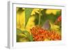 Coral Hairstreak Butterfly on Butterfly Milkweed, Marion Co., Il-Richard ans Susan Day-Framed Photographic Print